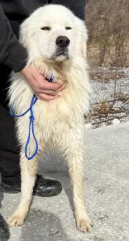 Great Pyrenees Dogs Available for Adoption - Dozer | PetCurious