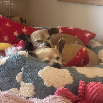 Chihuahua Dogs Available for Adoption - Lucy | PetCurious