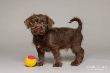 Schnoodle and Terrier Dogs Available for Adoption - Hamish | PetCurious