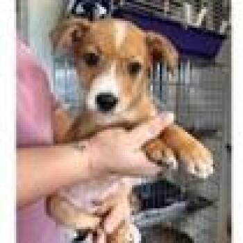 River -  Australian Shepherd and Mixed Breed Dog for Adoption in Tampa, Florida - River | PetCurious