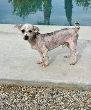 Rocco -  Maltese and Mixed Breed Dog for Adoption in Coachella, California - Rocco | PetCurious