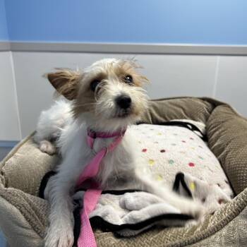 Winnie -  Yorkshire Terrier and Terrier Dog for Adoption in Lexington, Kentucky - Winnie | PetCurious