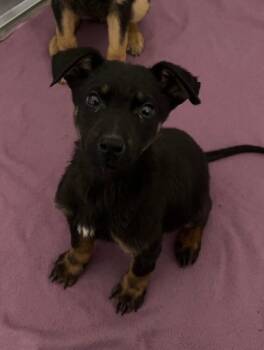 Shepherd and Husky Dogs Available for Adoption in Yellowknife, Northwest Territories - Aelin | PetCurious