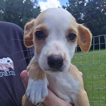 Beef -  Mixed Breed Dog for Adoption in Williston, Florida - Beef | PetCurious