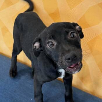 Nova -  Terrier Dog for Adoption in Bethel, Connecticut - Nova | PetCurious