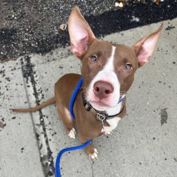 Hershey -  Mixed Breed Dog for Adoption in Patchogue, New York - Hershey | PetCurious