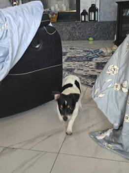 Jack Russell Terrier and Rat Terrier Dogs Available for Adoption in Albuquerque, New Mexico - Phoebe | PetCurious