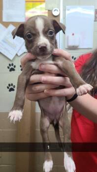 Novella -  Pit Bull Terrier Dog Available for Adoption in Swainsboro, Georgia - Novella | PetCurious