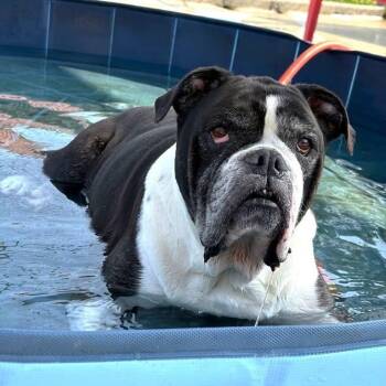 Cookie -  Bulldog Dog for Adoption in New Orleans, Louisiana - Cookie | PetCurious