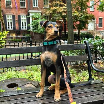 Bryce -  Doberman Pinscher Dog for Adoption - Bryce | PetCurious