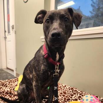 Mixed Breed Dogs Available for Adoption in Middlebury, Vermont - Posie | PetCurious