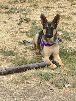 Rescue German Shepherd Dog Dogs for Adoption in Woodland, California - Draco | PetCurious