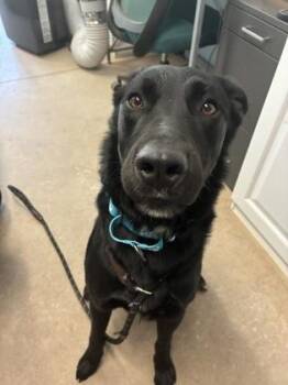 Spike -  Labrador Retriever and Mixed Breed Dog for Adoption in Bloomsburg, Pennsylvania - Spike | PetCurious