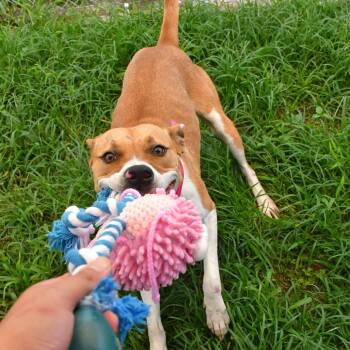 Miranda -  Pit Bull Terrier Dog for Adoption in Beaumont, Texas - Miranda | PetCurious