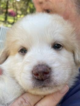 Shepherd and Husky Dogs Available for Adoption in Holly Springs, North Carolina - Bean - Sweets Litter | PetCurious