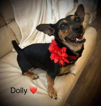 Rescue Chihuahua and Dachshund Dogs for Adoption in Rockwall, Texas - Dolly | PetCurious