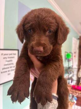 Gnocchi -  Labrador Retriever and Boykin Spaniel Dog for Adoption in Statesboro, Georgia - Gnocchi | PetCurious