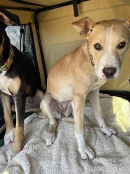 HONEY -  German Shepherd Dog and Mixed Breed Dog for Adoption in Stockton, California - HONEY | PetCurious