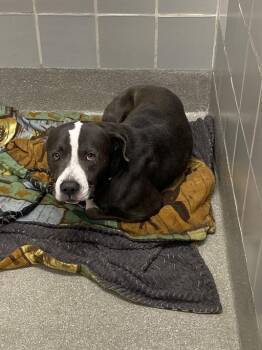 Pit Bull Terrier Dogs Available for Adoption in Las Vegas, Nevada - PRETZEL | PetCurious