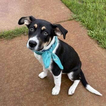 Calypso -  Mixed Breed Dog for Adoption in Canal Winchester, Ohio - Calypso | PetCurious