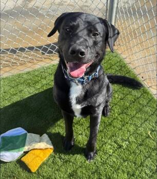 Black Labrador Retriever Dogs Available for Adoption in Warren, Ohio - Anakin | PetCurious