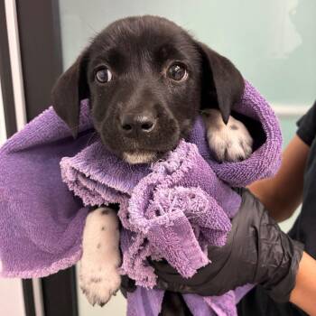 Kimmy -  Terrier and Mixed Breed Dog Available for Adoption in Abilene, Texas - Kimmy | PetCurious