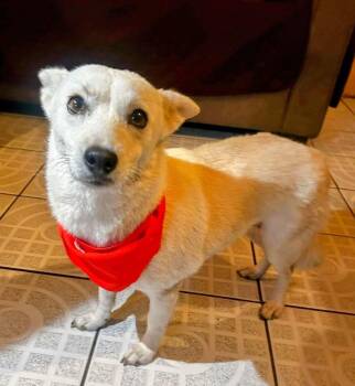 Rescue Chihuahua Dogs for Adoption in Los Angeles, California - Sasha Available At Charlie