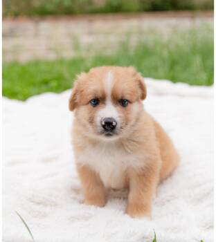 Corgi and Australian Cattle Dog Blue Heeler Dogs Available for Adoption in Pflugerville, Texas - Magoo | PetCurious