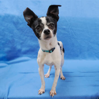 Rescue Chihuahua Dogs for Adoption in Richmond, California - TUX | PetCurious