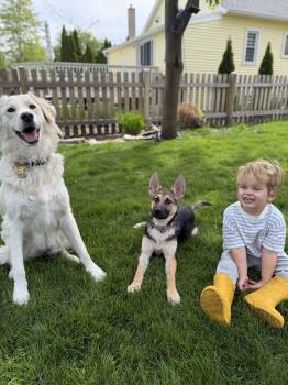 German Shepherd Dog Dogs Available for Adoption in Olive Branch, Mississippi - Lucy | PetCurious