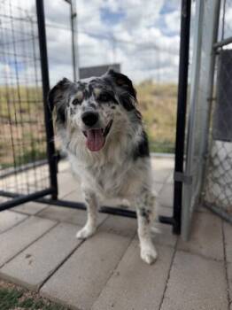 Bandit -  Australian Shepherd and Mixed Breed Dog for Adoption in Divide, Colorado - Bandit | PetCurious