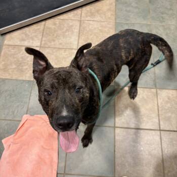 Rescue Mixed Breed Dogs for Adoption in Chattanooga, Tennessee - Equioxx | PetCurious