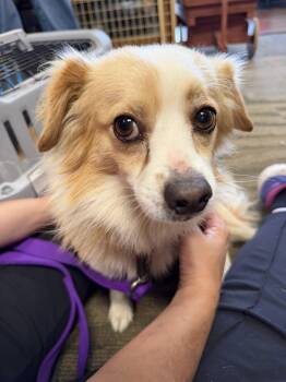 Sammy -  Papillon Dog for Adoption in Broken Arrow, Oklahoma - Sammy | PetCurious