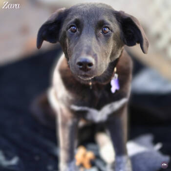 Rescue Mixed Breed Dogs for Adoption in Hopkinton, Massachusetts - Zara | PetCurious