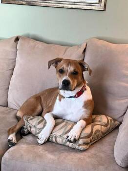 Leeroy -  American Bulldog and Mixed Breed Dog for Adoption in Chattanooga, Tennessee - Leeroy | PetCurious