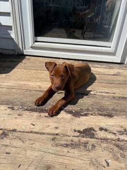 Butterscotch -  Mixed Breed Dog Available for Adoption - Butterscotch | PetCurious