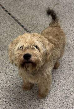 Oliver -  Mixed Breed Dog for Adoption in Kansas City, Missouri - Oliver | PetCurious