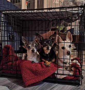 Chihuahua Dogs Available for Adoption - Dutchess | PetCurious