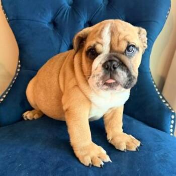 Meatball McGee -  English Bulldog Dog for Adoption in Zionsville, Indiana - Meatball McGee | PetCurious