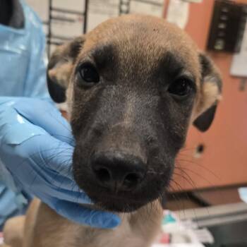 Pochacco -  Belgian Shepherd Malinois and Mixed Breed Dog for Adoption in Flagstaff, Arizona - Pochacco | PetCurious