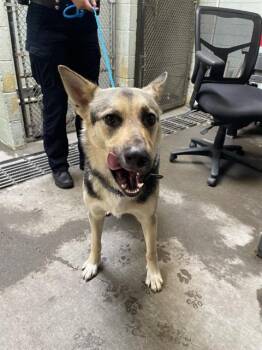 German Shepherd Dog Dogs Available for Adoption - BUGATI | PetCurious