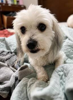 Cereza -  Shih Tzu and Lhasa Apso Dog for Adoption in Escondido, California - Cereza | PetCurious