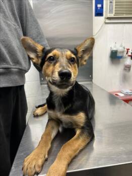 Rescue German Shepherd Dog Dogs for Adoption in Woodland, California - *BIRCH | PetCurious