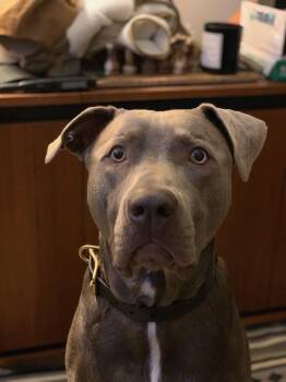 CASHEW -  Chocolate Labrador Retriever and Pit Bull Terrier Dog for Adoption in Los Angeles, California - CASHEW | PetCurious