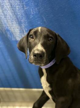 MINNIE -  German Shorthaired Pointer and Mixed Breed Dog for Adoption in Visalia, California - MINNIE | PetCurious