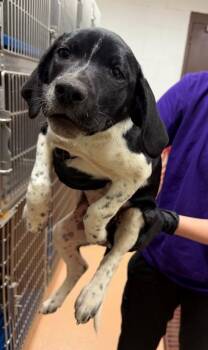 Affenpinscher Dogs Available for Adoption in Nacogdoches, Texas - Gar | PetCurious