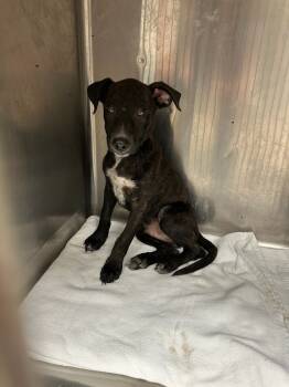 Rescue American Staffordshire Terrier and Mixed Breed Dogs for Adoption in Hot Springs, Arkansas - Asher | PetCurious