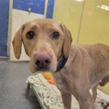 Labrador Retriever and Beagle Dogs Available for Adoption - GINNY | PetCurious