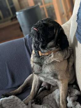 Stevie -  Pug Dog for Adoption in Waunakee, Wisconsin - Stevie | PetCurious
