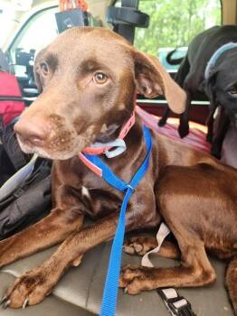 Lady -  Mixed Breed Dog for Adoption in Mobile, Alabama - Lady | PetCurious
